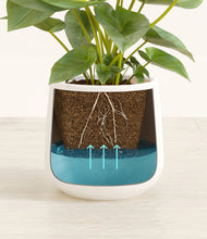 Load image into Gallery viewer, White
