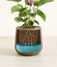 Load image into Gallery viewer, Olive
