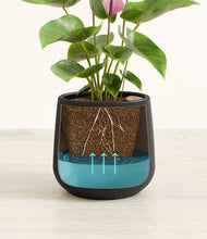 Load image into Gallery viewer, Black
