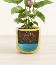 Load image into Gallery viewer, Key Lime Yellow
