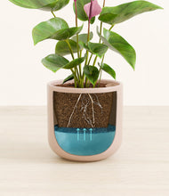 Load image into Gallery viewer, Sandy Pink
