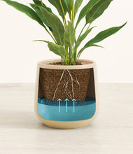 Load image into Gallery viewer, Almond Green
