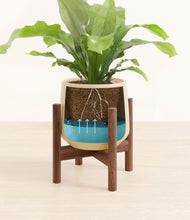 Load image into Gallery viewer, Almond Green stand:walnut
