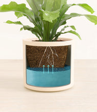 Load image into Gallery viewer, Cream
