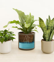 Load image into Gallery viewer, Calm Clay
