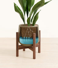 Load image into Gallery viewer, Olive stand:walnut
