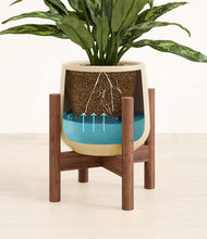 Load image into Gallery viewer, Almond Green stand:walnut
