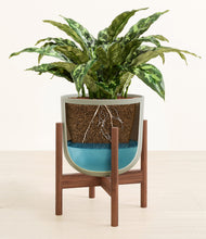 Load image into Gallery viewer, Sage Green stand:walnut
