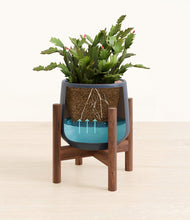 Load image into Gallery viewer, Deep Navy stand:walnut
