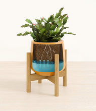 Load image into Gallery viewer, Mustard stand:bamboo
