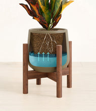 Load image into Gallery viewer, Olive stand:walnut
