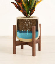 Load image into Gallery viewer, Almond Green stand:walnut
