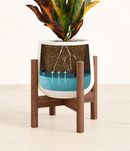 Load image into Gallery viewer, White stand:walnut
