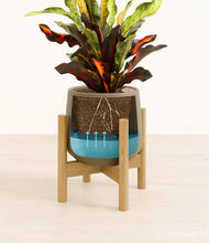 Load image into Gallery viewer, Olive stand:bamboo
