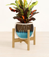 Load image into Gallery viewer, Shiny EggWhite stand:bamboo
