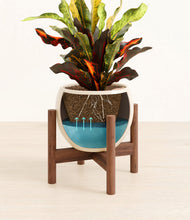 Load image into Gallery viewer, Shiny EggWhite stand:walnut
