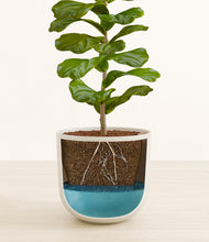 Load image into Gallery viewer, Natural Bamboo
