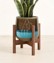 Load image into Gallery viewer, Olive stand:walnut
