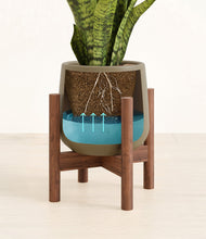 Load image into Gallery viewer, Olive stand:walnut
