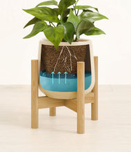 Load image into Gallery viewer, Almond Green stand:bamboo
