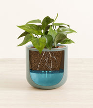 Load image into Gallery viewer, Reactive Aqua
