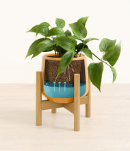 Load image into Gallery viewer, Mustard stand:bamboo
