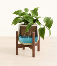 Load image into Gallery viewer, Turquoise stand:walnut
