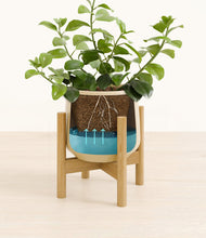 Load image into Gallery viewer, Almond Green stand:bamboo
