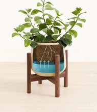 Load image into Gallery viewer, Almond Green stand:walnut
