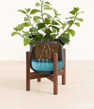 Load image into Gallery viewer, Deep Navy stand:walnut
