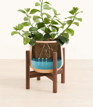 Load image into Gallery viewer, Gentle Pink stand:walnut
