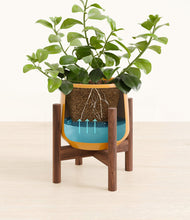 Load image into Gallery viewer, Mustard stand:walnut
