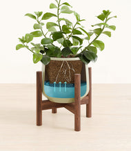 Load image into Gallery viewer, Turquoise stand:walnut
