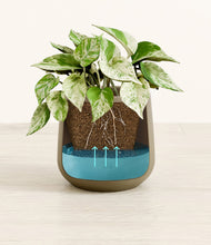 Load image into Gallery viewer, Olive
