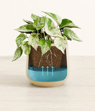 Load image into Gallery viewer, Almond Green
