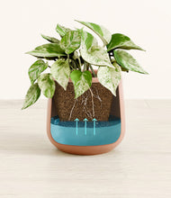 Load image into Gallery viewer, Calm Rose
