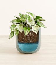 Load image into Gallery viewer, Reactive Aqua
