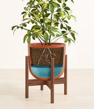Load image into Gallery viewer, Earth Red stand:walnut
