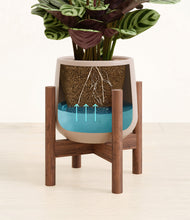 Load image into Gallery viewer, Eternal Gray stand:walnut
