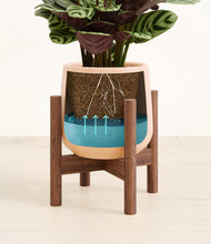 Load image into Gallery viewer, Gentle Pink stand:walnut
