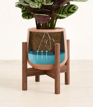 Load image into Gallery viewer, Calm Rose stand:walnut
