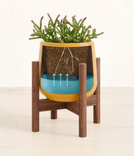 Load image into Gallery viewer, Mustard stand:walnut
