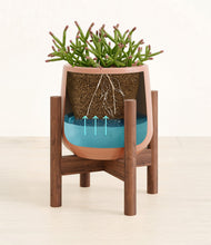 Load image into Gallery viewer, Calm Rose stand:walnut
