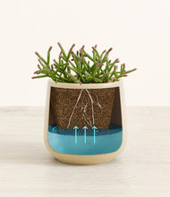 Load image into Gallery viewer, Almond Green
