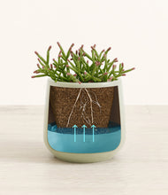 Load image into Gallery viewer, Turquoise
