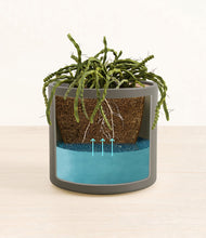 Load image into Gallery viewer, Dark Olive
