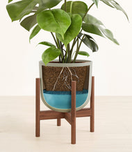 Load image into Gallery viewer, Sage Green stand:walnut
