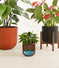 Load image into Gallery viewer, Beautiful Blessings
