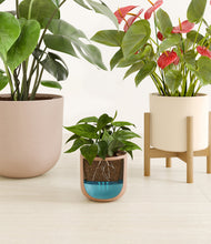 Load image into Gallery viewer, Warm Whispers
