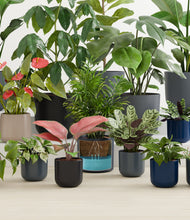 Load image into Gallery viewer, Eclipse
